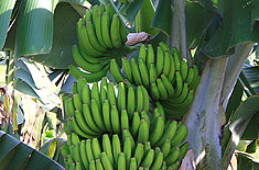 Bananenplantagen auf Teneriffa