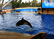 Orca-Show im Loro Park